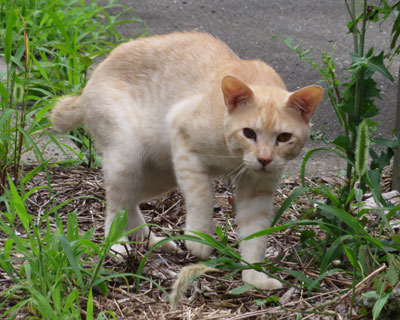 ����Ă������������