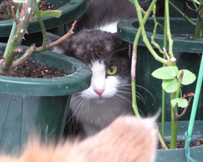 ��������̂ŉB�ꂽ