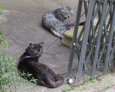 ���̎q�͂Ȃ����ĂȂ��̂�