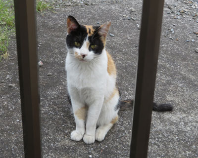 �l�͍D���Ȍ����O�т����