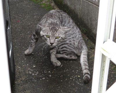 ���ɋ����ĕςȌ`�ɂȂ�