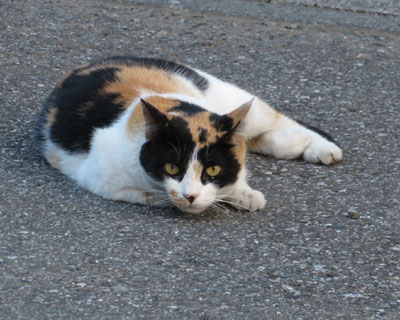 ��قǂ���Ȃ��Ƃǂ��Ȃ�