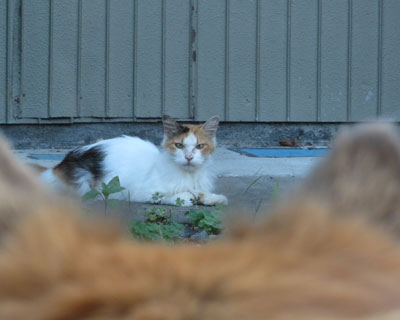 �����Ȃ�