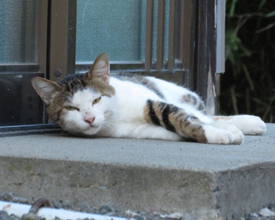 �ʂ̌��ւ˂�