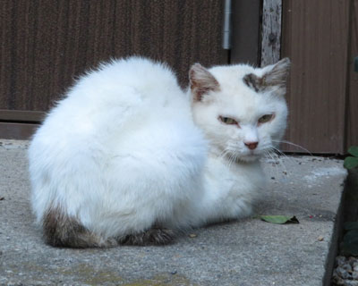 ���͏�����