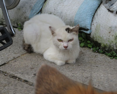 ���܂Ɍ��ւ���Y����