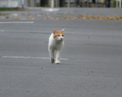 �g�R�g�R�I�b�h�A�C�����