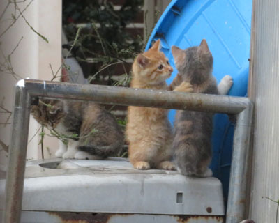 �w�������킢��