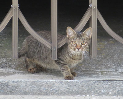 ����A�ƌ����悤�Ȋ�