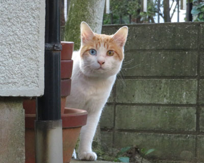 �܂��������I�b�h�A�C�����