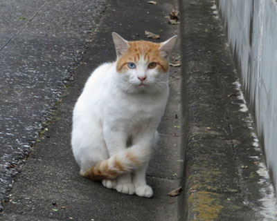 ���񂾂񓦂��Ȃ��Ȃ����I�b�h�A�C�����