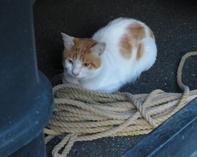 �Ԃ̉�����������