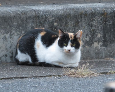 �܂��ԓ��Ɍ����O�т����