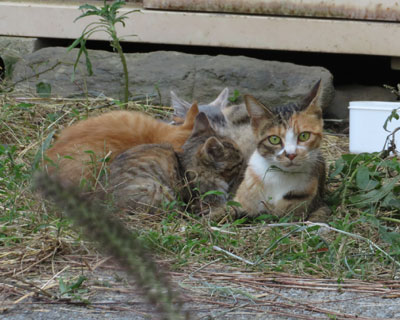 �c�q�ɂȂ��Ă��O�ѐe�q