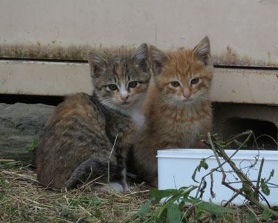 �Ȃ񂩂悭�킩���ĂȂ��q����