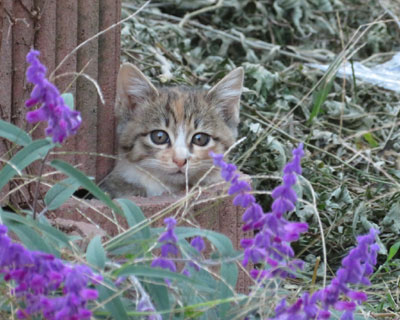 ���܂��Ă��q