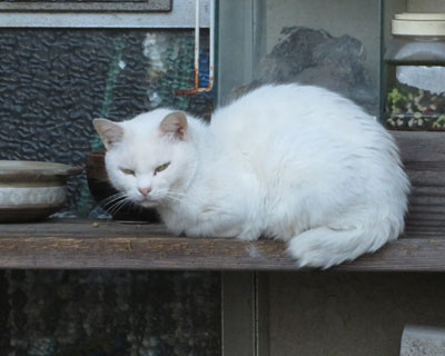 �q�˂��̋߂��ɂ������˂�