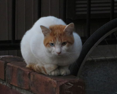 �����ꏊ�ɂ���Γ����Ȃ��Ȃ����I�b�h�A�C�����