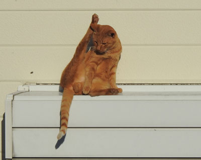 ���̑��̏�ŖёU��