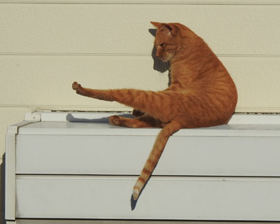 �̂��炩��