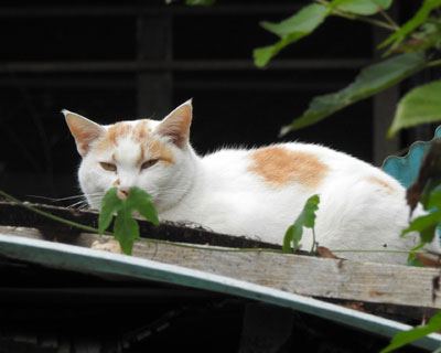 �V�u����̂˂�