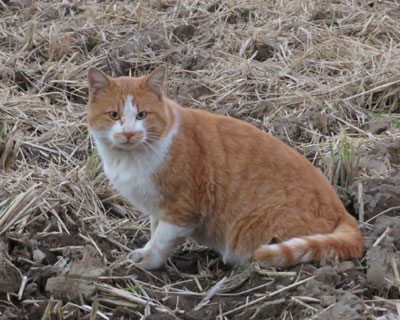 ������Ƃǂ�����