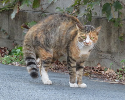 �������Ăӂ���ގO�ѕꂳ��