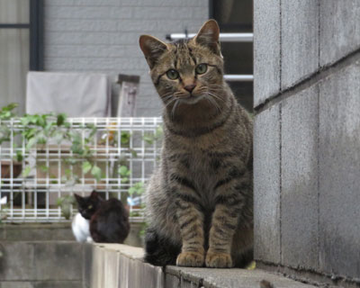 �킴�킴���ɗ���