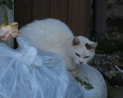 �肪�₽���̂Ō��ւ���ړ�