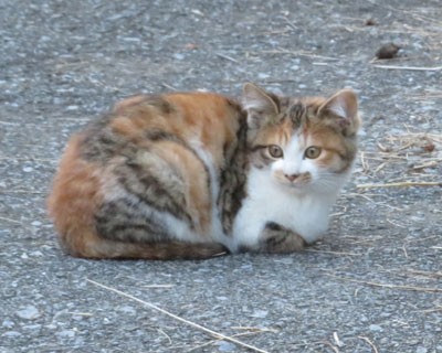 ������q�˂�