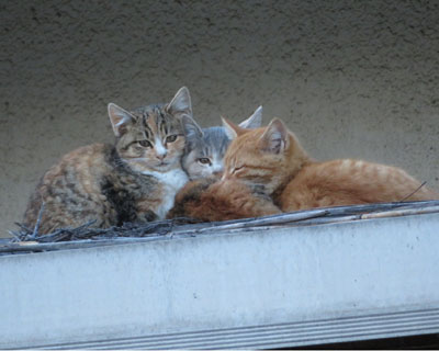 �q�˂��c�q