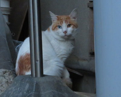 �P�T�Ԍ�A�@���������P�H