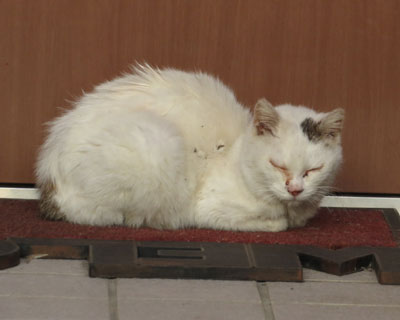 ���ւ˂��ׂ͗̌��փ}�b�g�Ɉ����z��