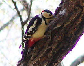 ���΂݃A�J�Q��