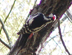 �A�J�Q���㓪���P