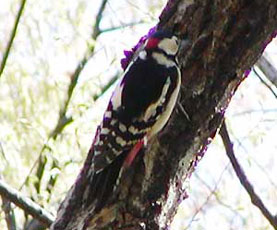 �A�J�Q���㓪���Q