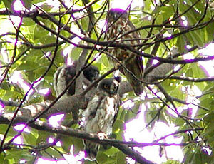 �����ΎO��