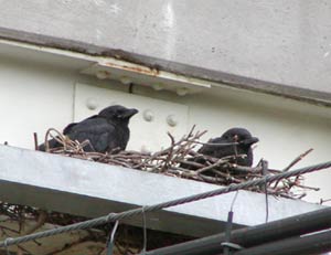 �w�̃{�\��