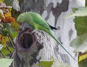 �G�撲���J�P�z���Z�C�C���R