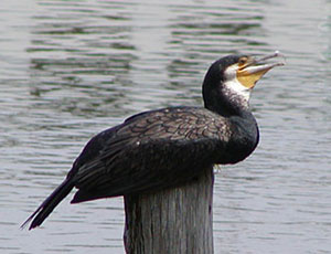 �͂Ђ͂ЃJ���E