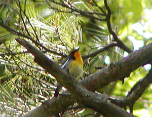 ����L�r�^�L