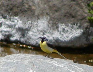 �L�Z�L���C