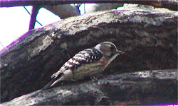 ���Ԃ��R�Q��