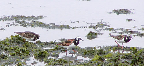 �����͉���