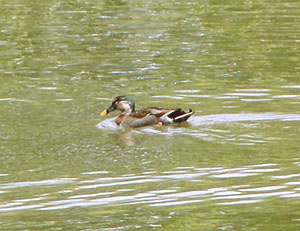 �J���K���ƃ}�K���̎q