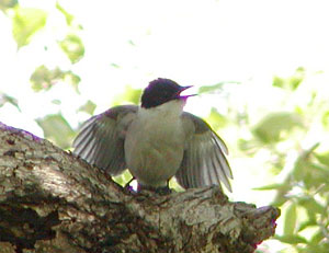 �������ǎq�I�i�K