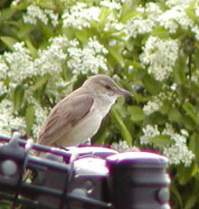 �I�I���V�L��