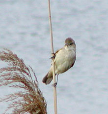 �o�����X�I�I���V�L��