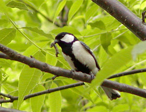 �C���ƃV�W���E�J��