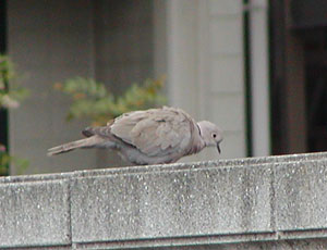 �̂����V���R�o�g